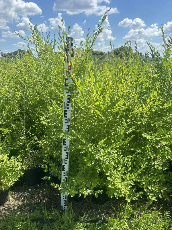 Вяз мелколистный (Ulmus parvifolia)