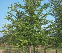 Вяз мелколистный (Ulmus parvifolia)