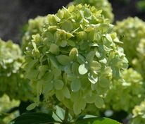 Гортензия метельчатая Гринлайт (Hydrangea paniculata 'Greenlight')