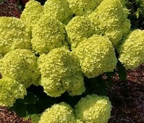 Гортензия метельчатая Лемонлайт (Hydrangea paniculata 'Lemonlight')