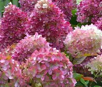 Гортензия метельчатая Редлайт (Hydrangea paniculata 'Redlight')