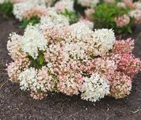 Гортензия метельчатая Граундбрейкер Блаш (Hydrangea paniculata 'Groundbreaker Blush')