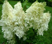 Гортензия метельчатая Дентель де Горрон (Hydrangea paniculata 'Dentelle de Gorron')