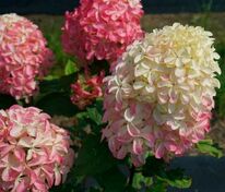 Гортензия метельчатая Квик Файер Фаб (Hydrangea paniculata 'Quick Fire Fab')