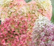 Гортензия метельчатая Кенди Лав=Саммер Лав (Hydrangea paniculata 'Candy Love')