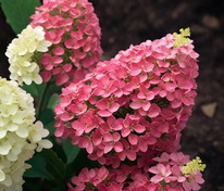 Гортензия метельчатая Колорфул Коктейль (Hydrangea paniculata 'Colorful Cocktail')