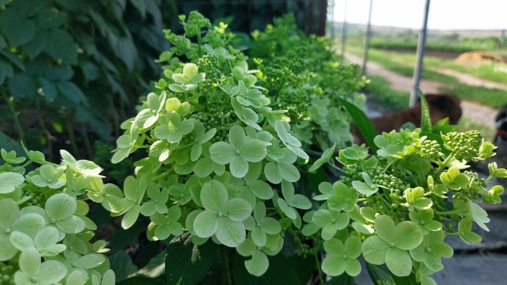 Гортензия метельчатая Панфлора (Hydrangea paniculata 'Panflora')
