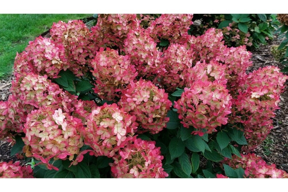 Гортензия метельчатая Панфлора (Hydrangea paniculata 'Panflora')