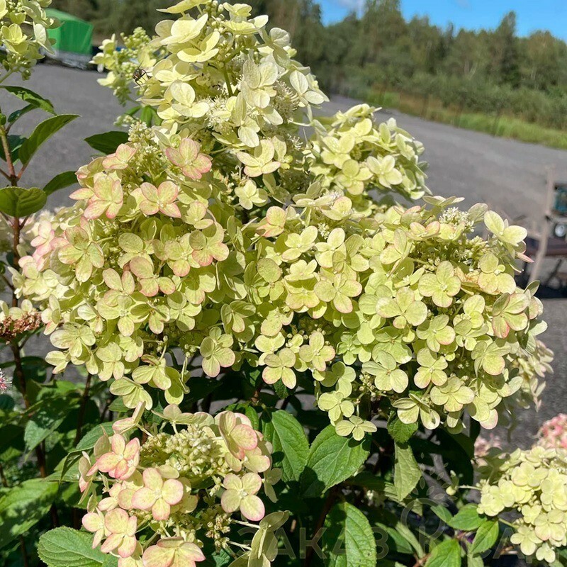 Гортензия метельчатая Панфлора (Hydrangea paniculata 'Panflora')