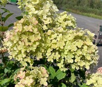 Гортензия метельчатая Панфлора (Hydrangea paniculata 'Panflora')