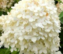 Гортензия метельчатая Коттон Крем (Hydrangea paniculata 'Cotton Cream')