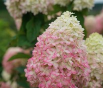 Гортензия метельчатая Лаймлайт Прайм (Hydrangea paniculata 'Limelight Prime')