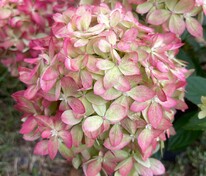 Гортензия метельчатая Литтл Лав (Hydrangea paniculata 'Little Love')
