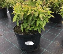 Гортензия метельчатая Литтл Споки (Hydrangea paniculata 'Little Spooky')