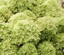 Гортензия метельчатая "Little Apple" (Литтл Эппл)