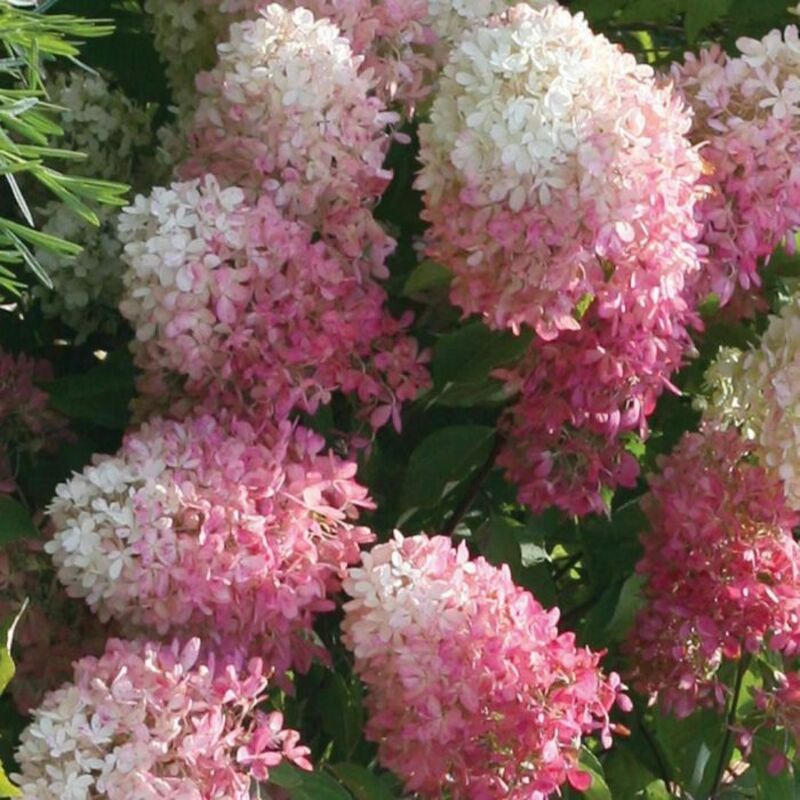 Гортензия метельчатая Тач оф Пинк (Hydrangea paniculata 'Touch of Pink')
