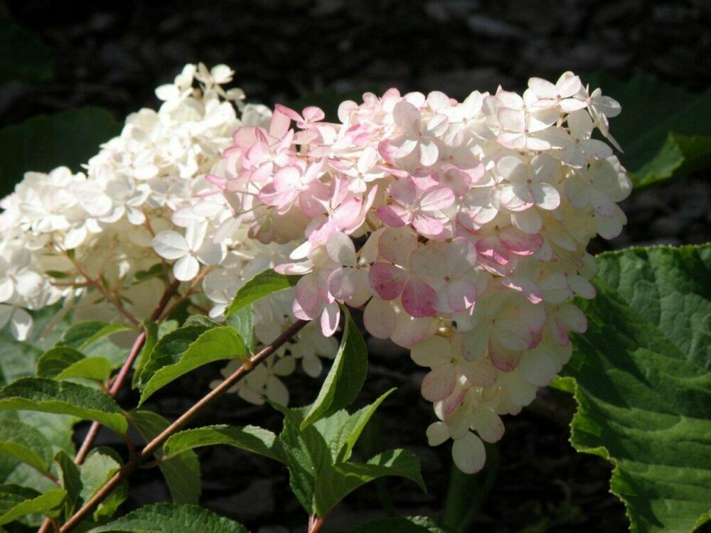 Гортензия метельчатая Тач оф Пинк (Hydrangea paniculata 'Touch of Pink')