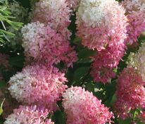 Гортензия метельчатая "Touch of Pink" (Тач оф Пинк)