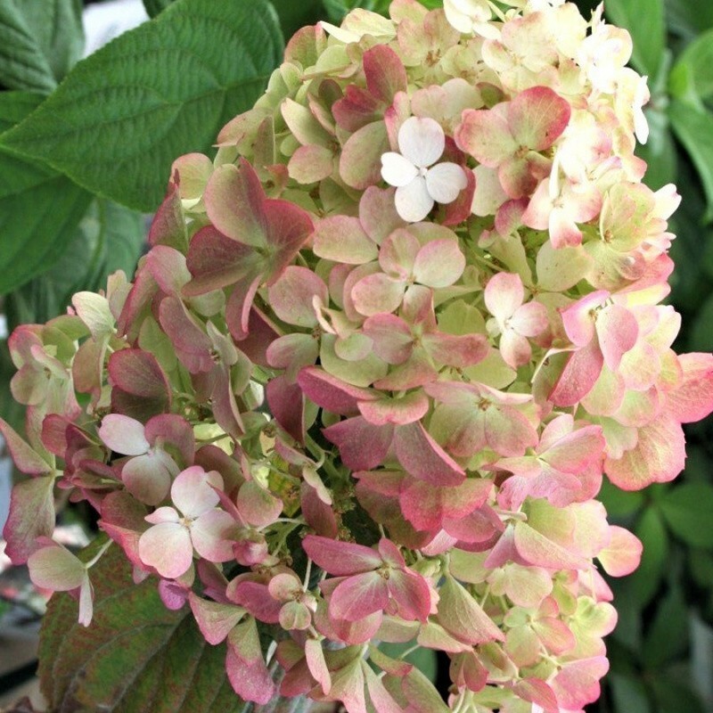 Гортензия метельчатая Файер Лайт (Hydrangea paniculata 'Fire Light')