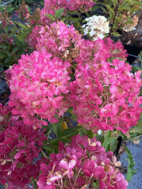 Гортензия метельчатая "Fire Light" (Файер Лайт)