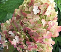 Гортензия метельчатая Файер Лайт (Hydrangea paniculata 'Fire Light')