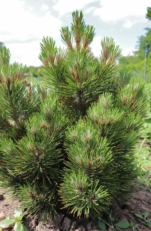 Сосна белокорая Гельдрейха Малинки (Pinus heldreichii 'Malinki')