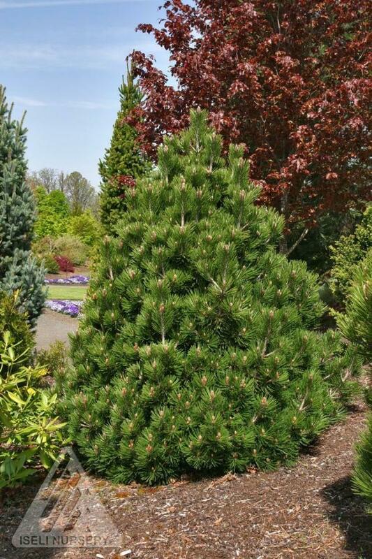Сосна белокорая Гельдрейха Малинки (Pinus heldreichii 'Malinki')