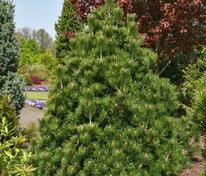 Сосна белокорая Гельдрейха Малинки (Pinus heldreichii 'Malinki')