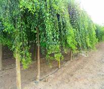 Вяз плакучий Мауро (Ulmus 'Mauro')