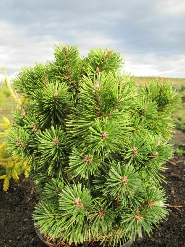 Сосна горная Ротундата (Pinus mugo 'Rotundata')