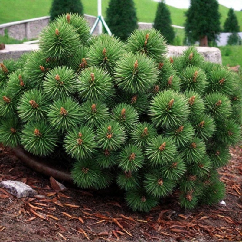 Сосна горная Ротундата (Pinus mugo 'Rotundata')
