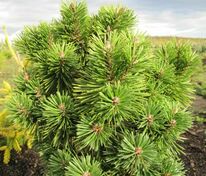 Сосна горная Ротундата (Pinus mugo 'Rotundata')