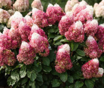 Гортензия метельчатая Ливинг Индиан Саммер/Ред Вельвет (Hydrangea paniculata 'Living Indian Summer')