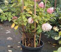 Гортензия метельчатая Мэджикал Монт Бланк (Hydrangea paniculata 'Magical Mont Blanc')