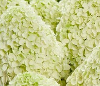 Гортензия метельчатая Пандалус (Hydrangea paniculata 'Pandalus')