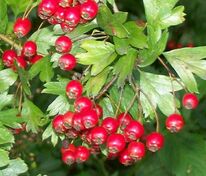Боярышник крупноплодный Шамиль (Crataegus macrocarpa 'Shamil')