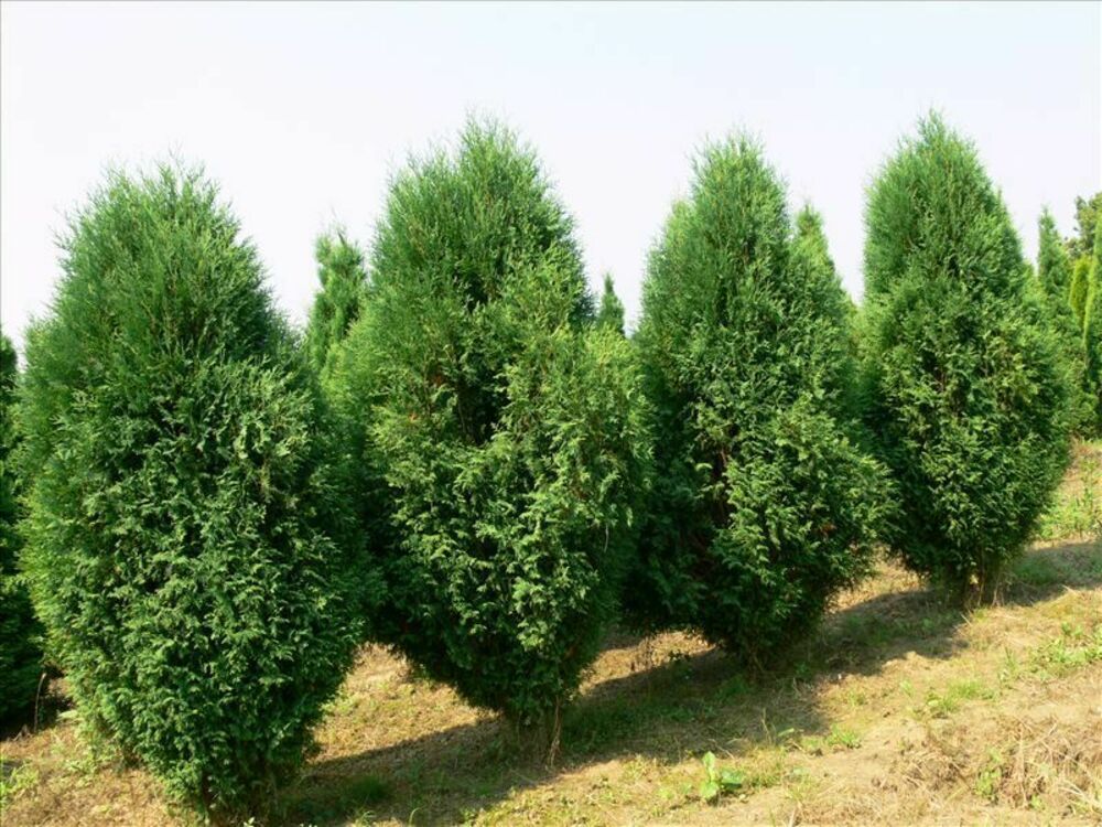 Туя западная "Wagneri" (Вагнери)