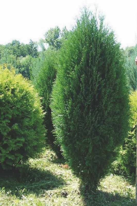 Туя западная "Wagneri" (Вагнери)