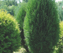Туя западная "Wagneri" (Вагнери)