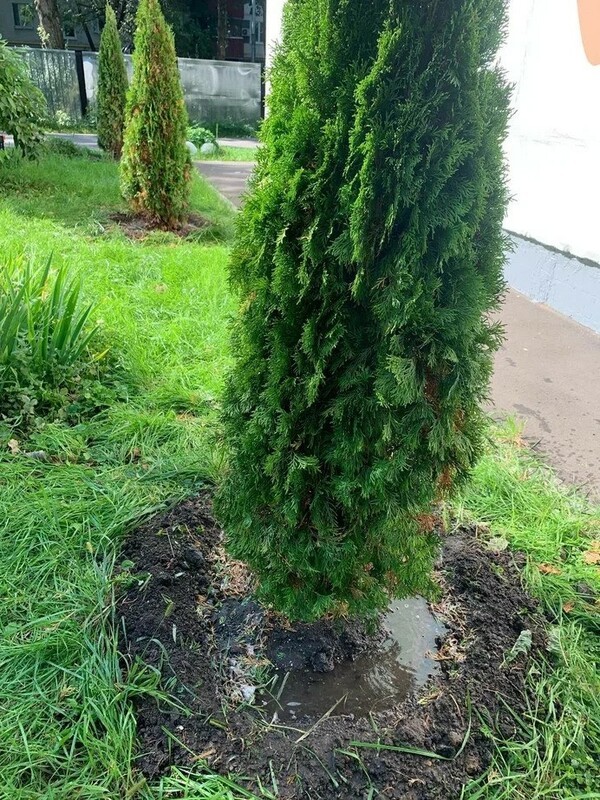 Туя западная "Smaragd" (Смарагд) формы