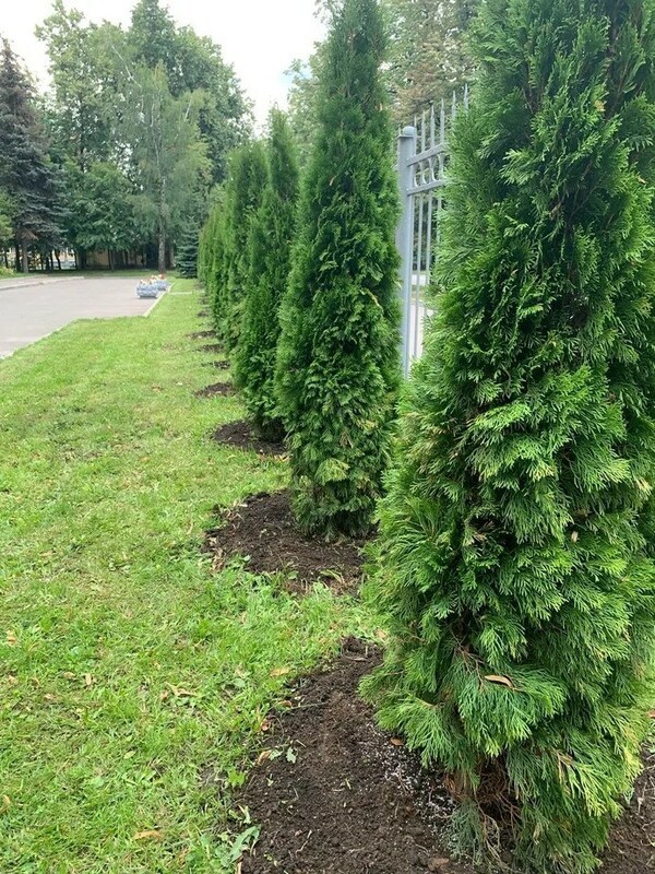 Туя западная "Smaragd" (Смарагд) формы