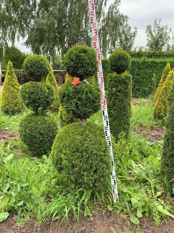 Туя западная Смарагд (Thuja occidentalis 'Smaragd') формы