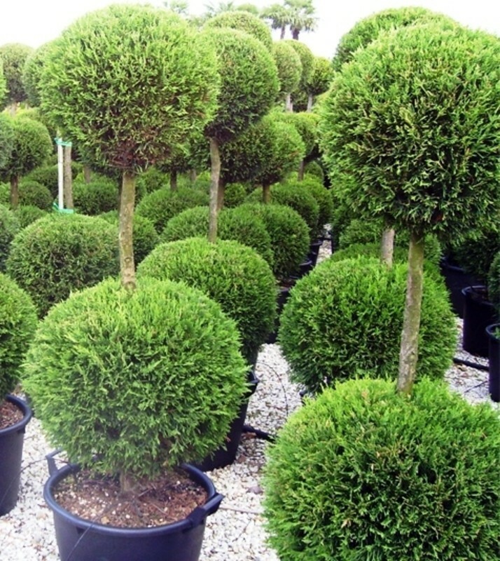 Туя западная Смарагд (Thuja occidentalis 'Smaragd') формы