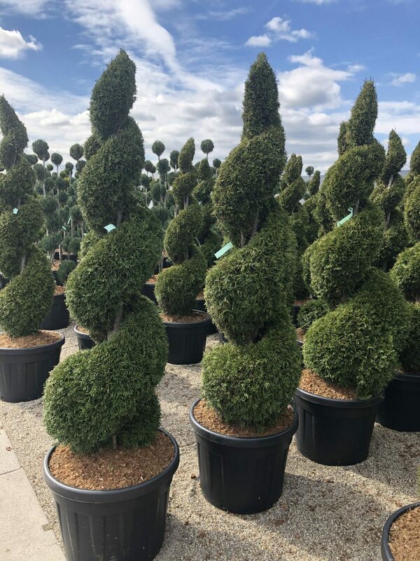 Туя западная "Smaragd" (Смарагд) формы