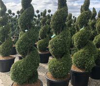 Туя западная Смарагд (Thuja occidentalis 'Smaragd') формы