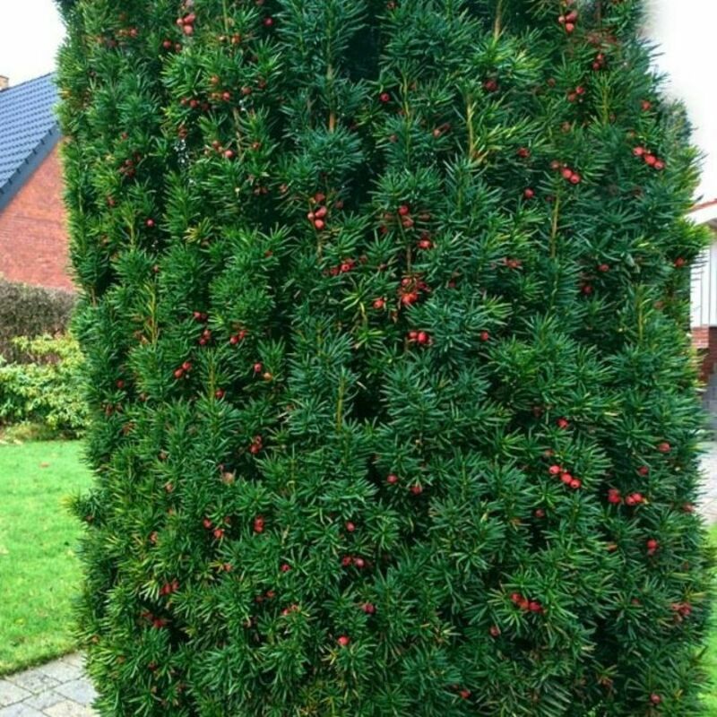 Тисс ягодный Фастигиата (Taxus baccata 'Fastigiata')