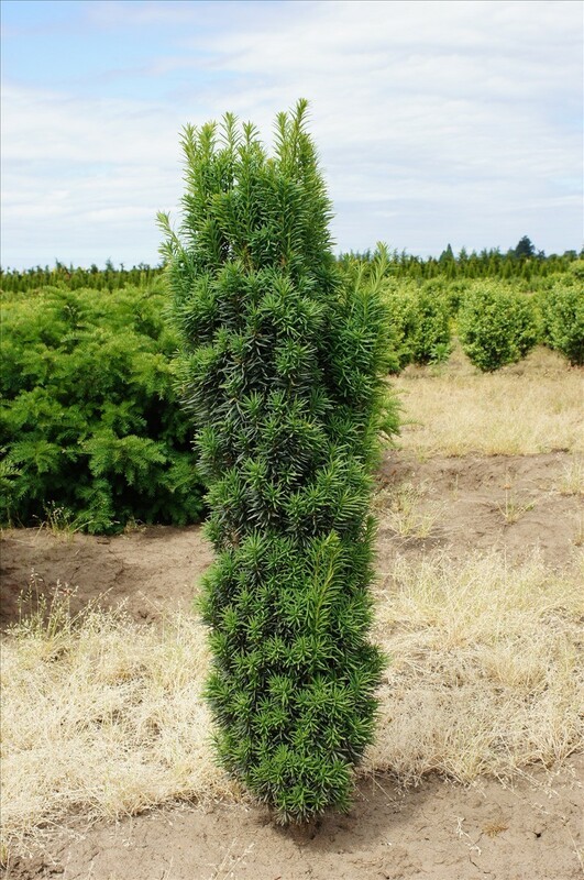 Тисс ягодный Фастигиата (Taxus baccata 'Fastigiata')