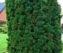 Тисс ягодный Фастигиата (Taxus baccata 'Fastigiata')