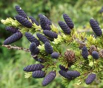 Ель чёрная (Picea mariana)