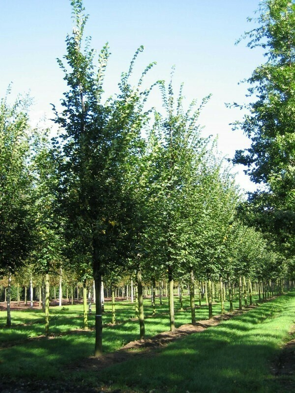 Вяз шершавый (Ulmus glabra)